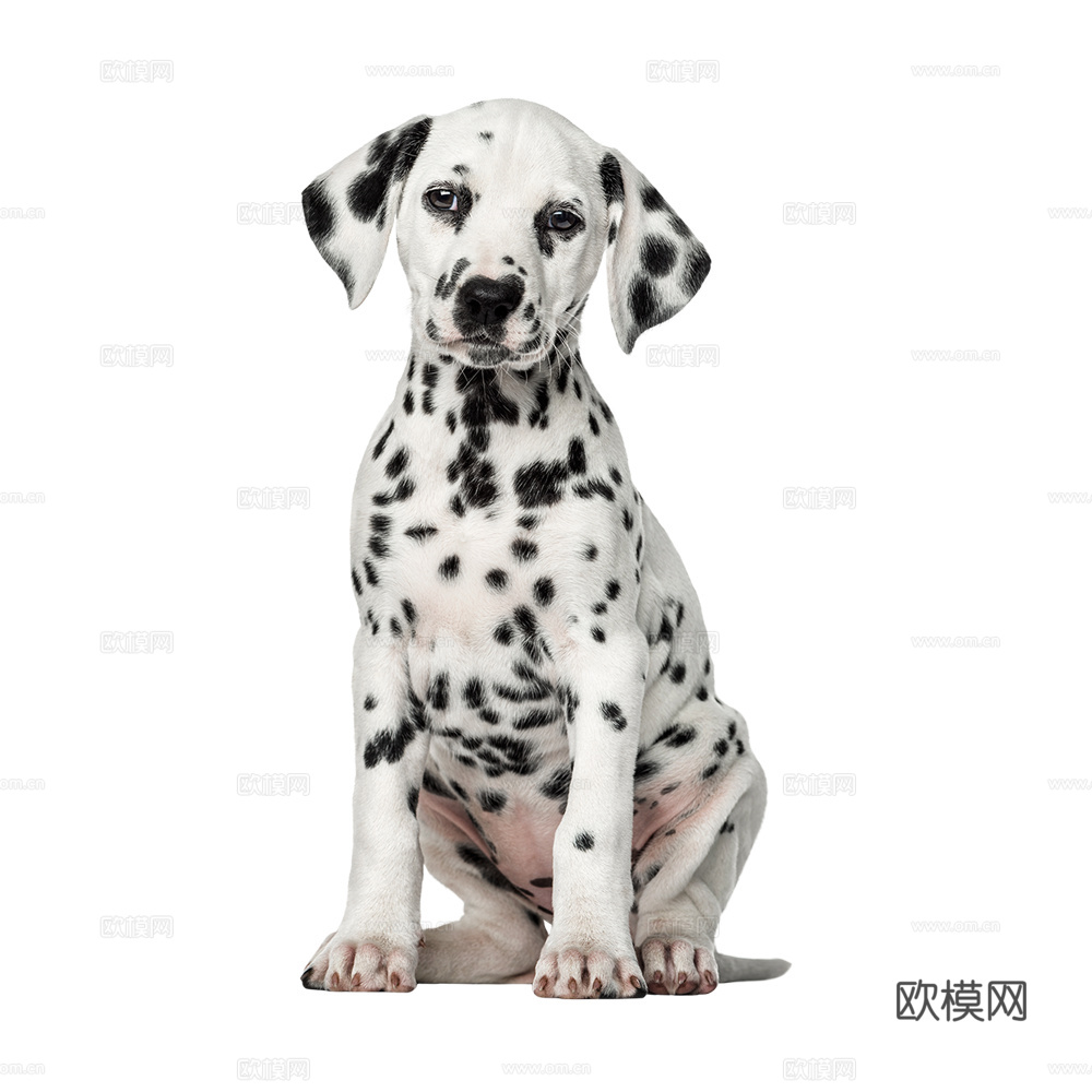 小狗 狗 斑点狗 动物