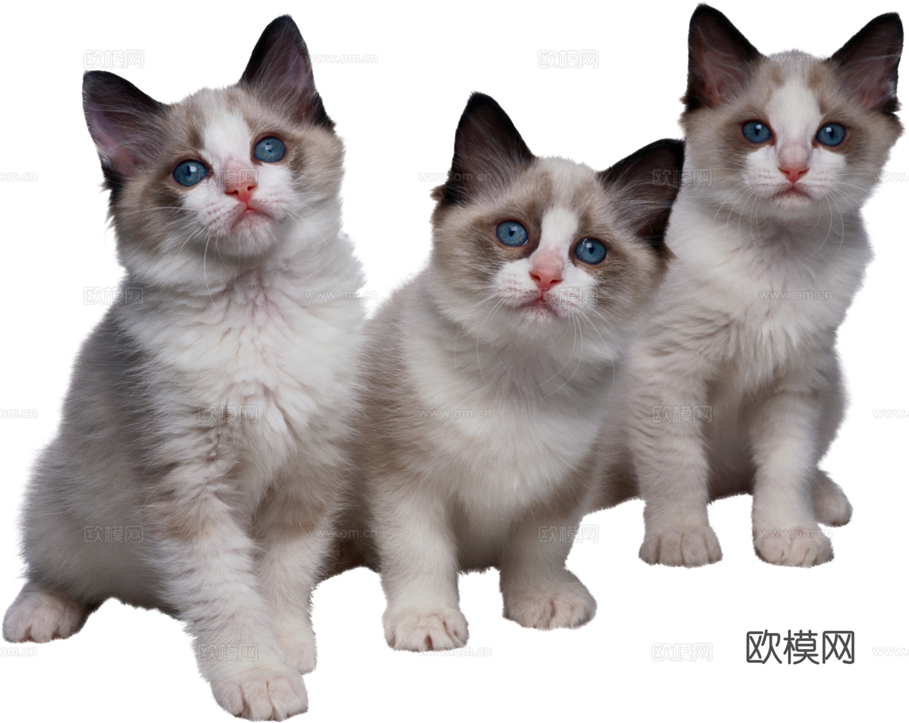 猫 小猫 动物