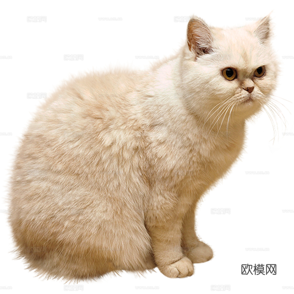 猫 小猫 动物