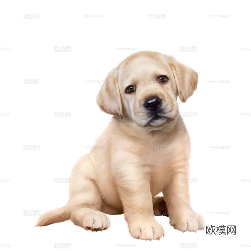 小狗 狗 动物