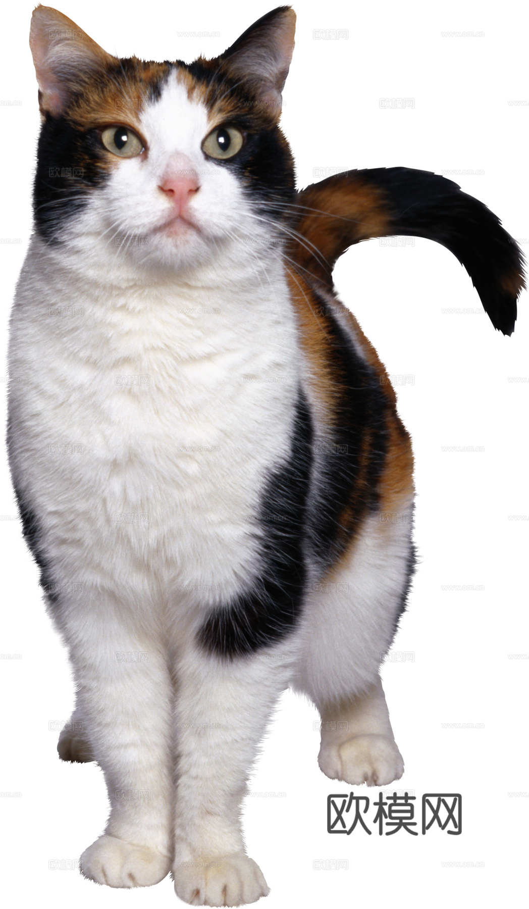 猫 小猫 动物