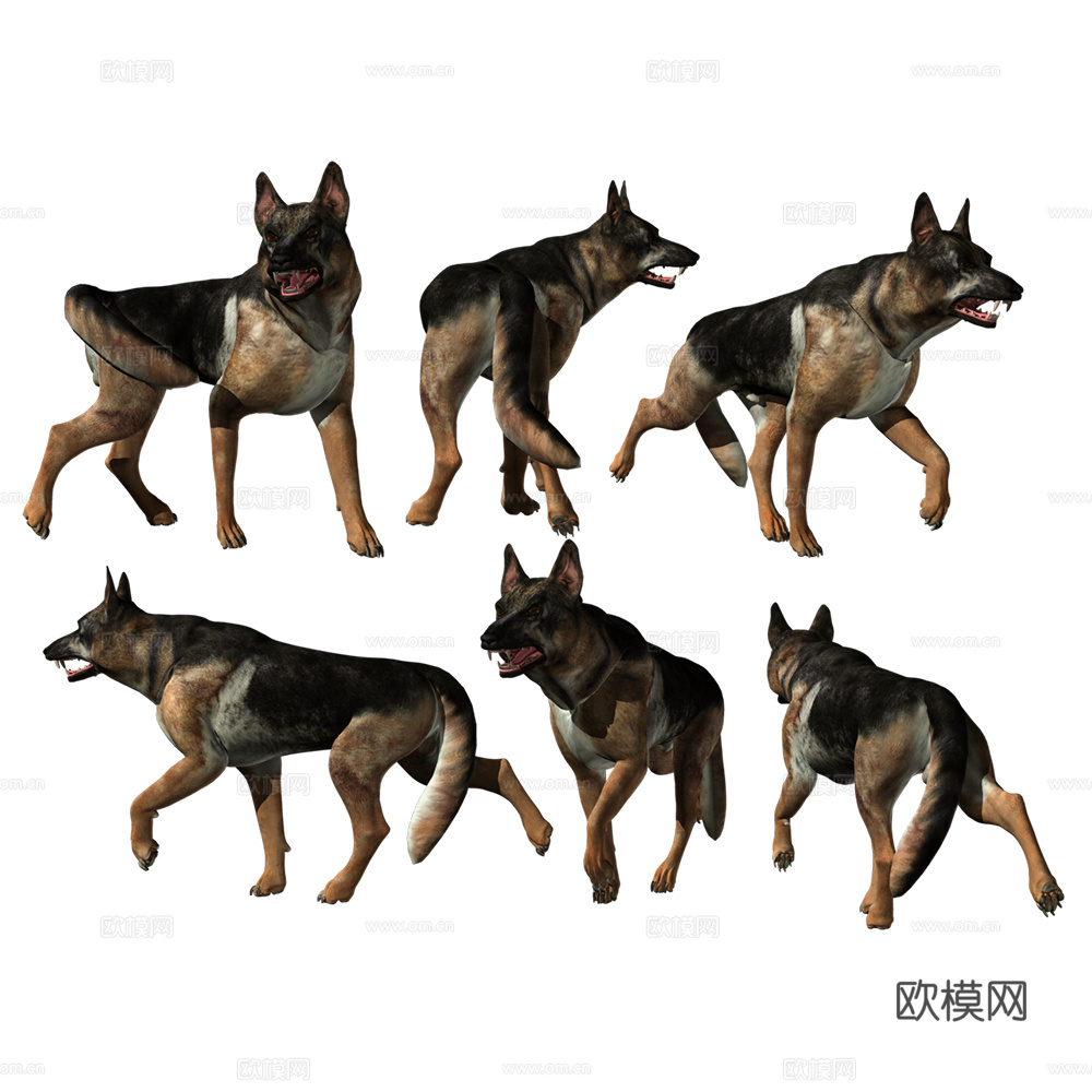 小狗 狗 动物