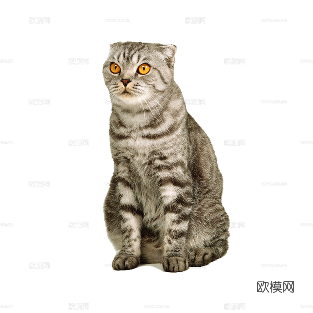 猫 小猫 动物