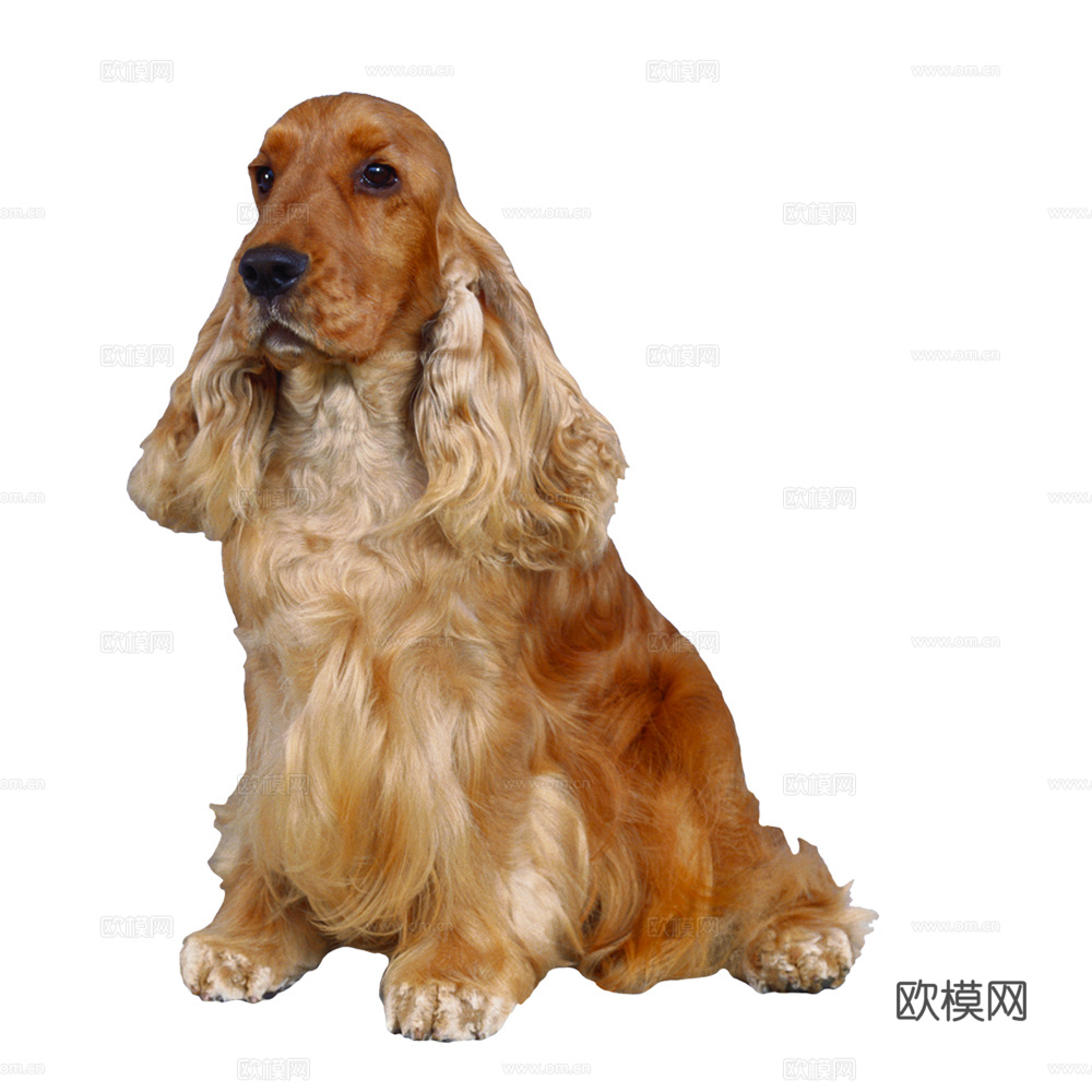 小狗 狗 动物