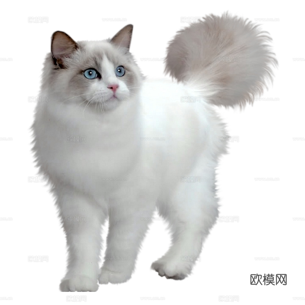 猫 小猫 动物