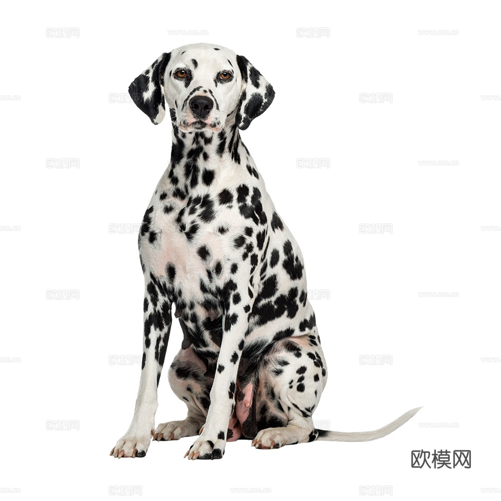小狗 狗 斑点狗 动物