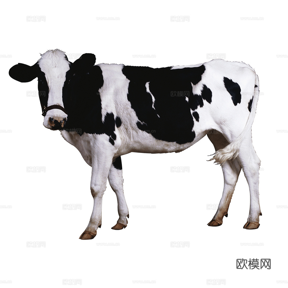 牛 奶牛 动物