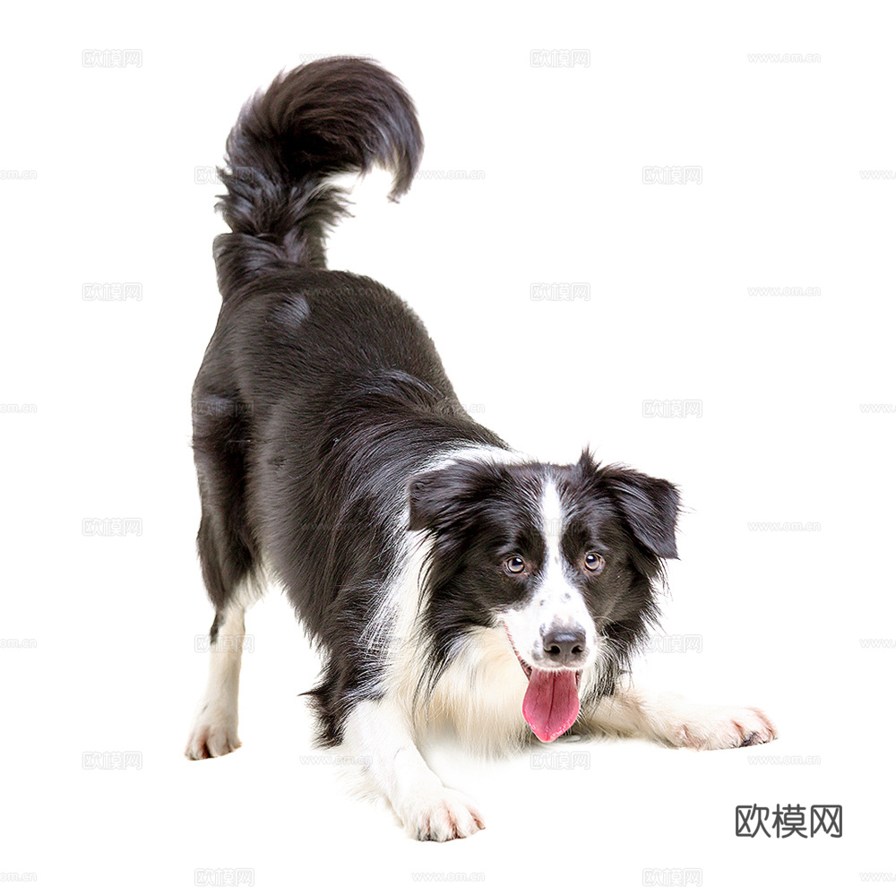 小狗  狗 动物