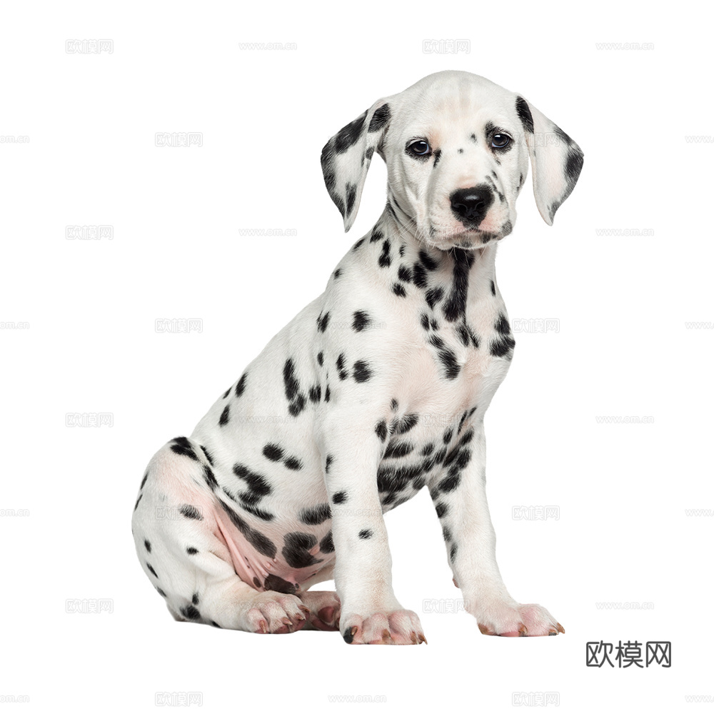 小狗 狗 斑点狗 动物