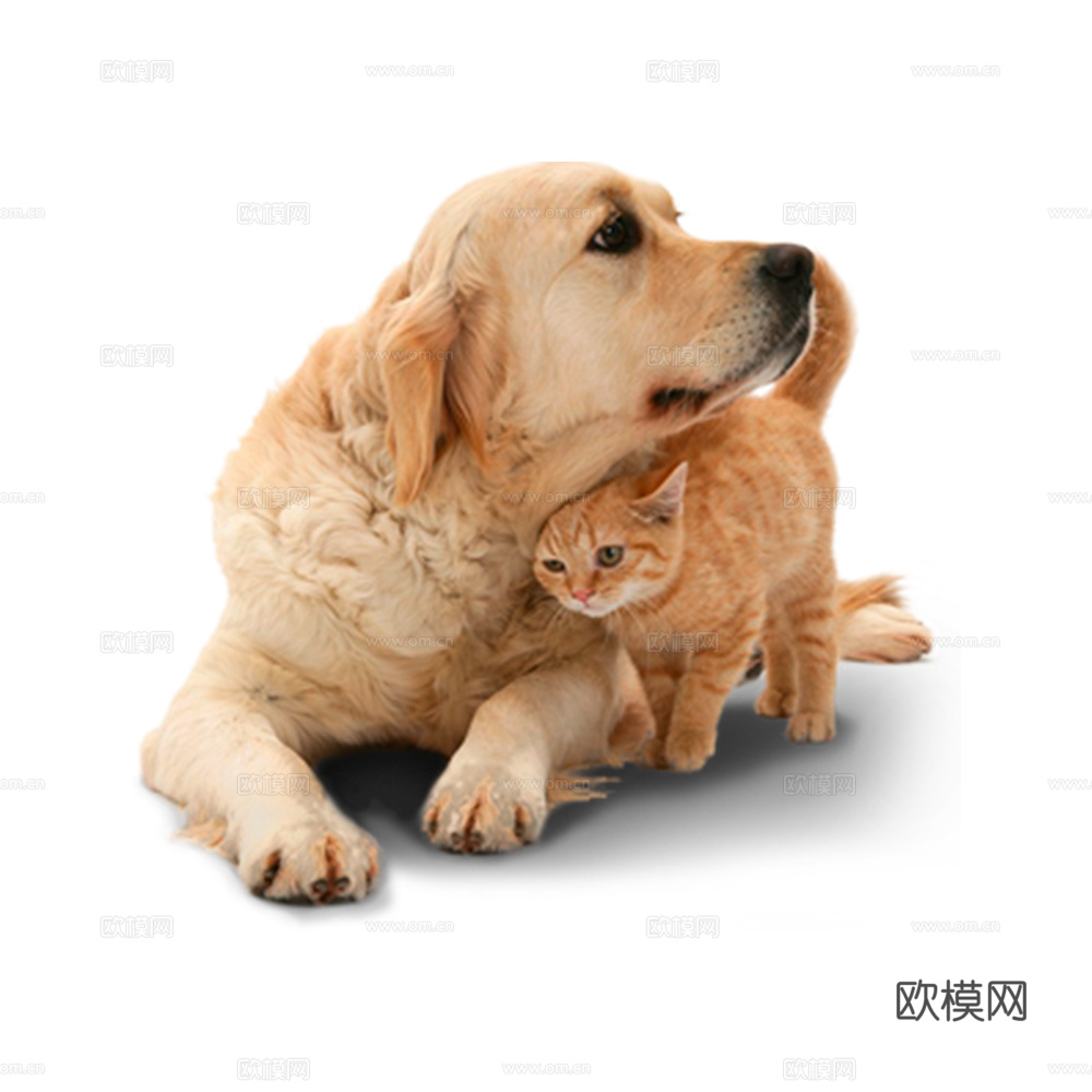 小狗 狗 动物