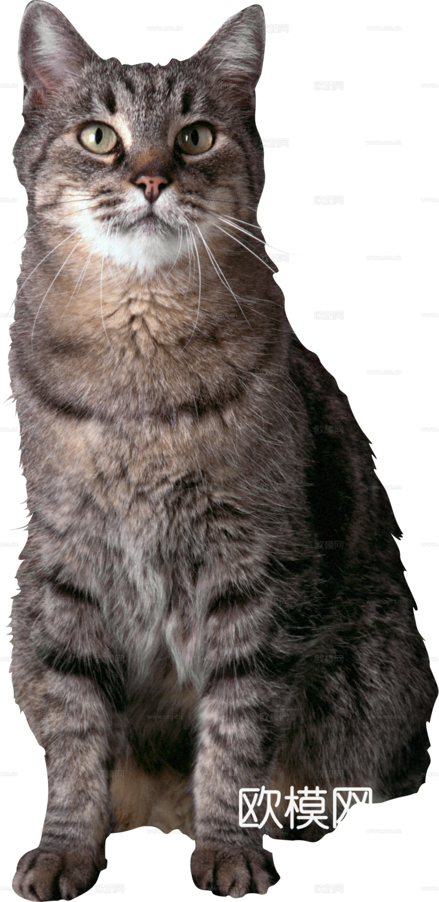 猫 小猫 动物