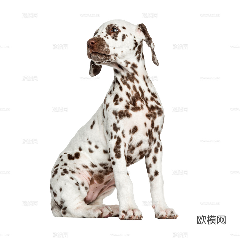 小狗 狗 斑点狗 动物