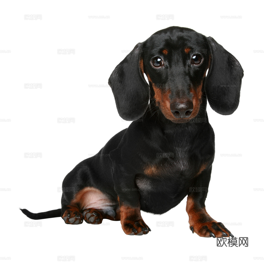 小狗 狗 动物