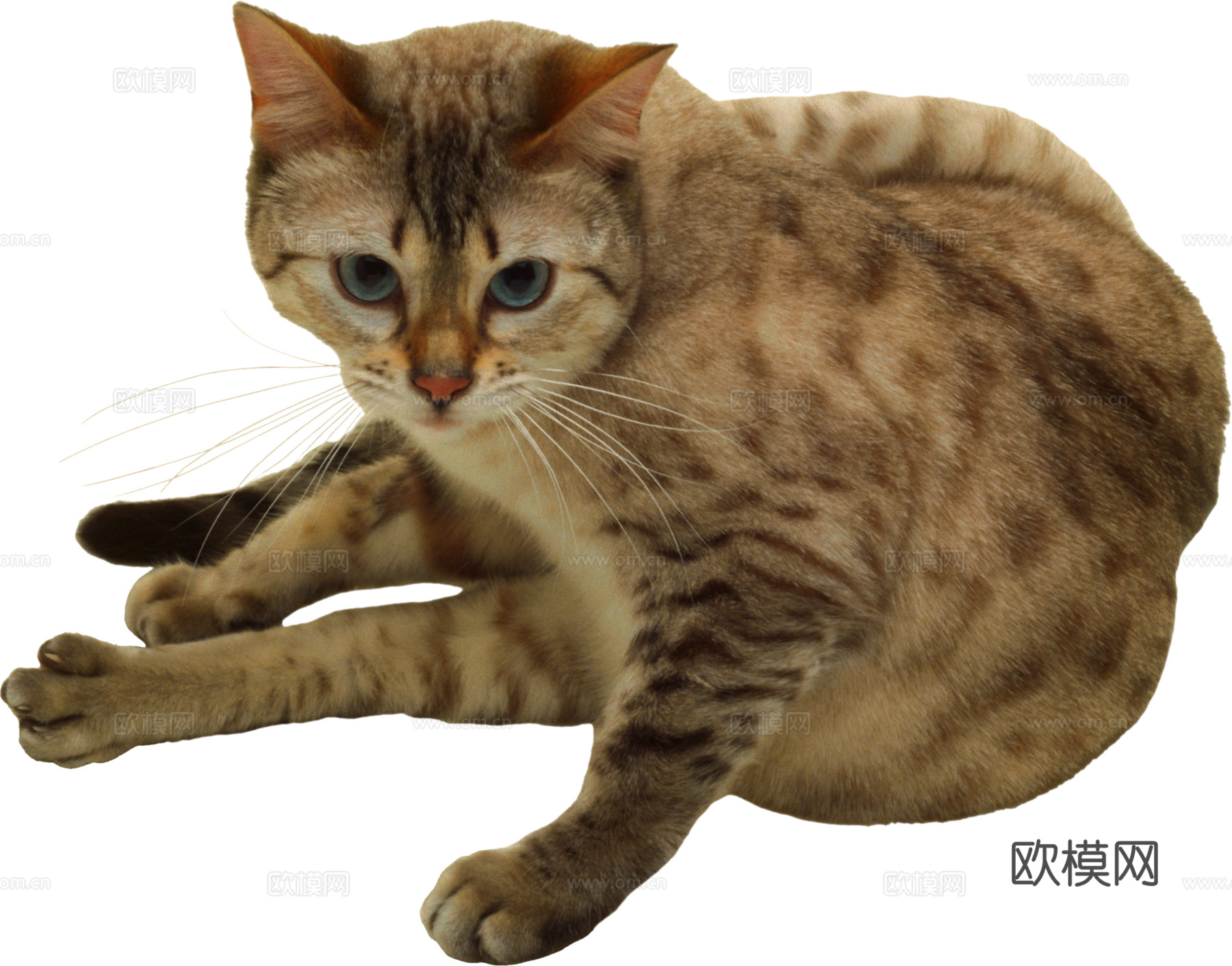 猫 小猫 动物