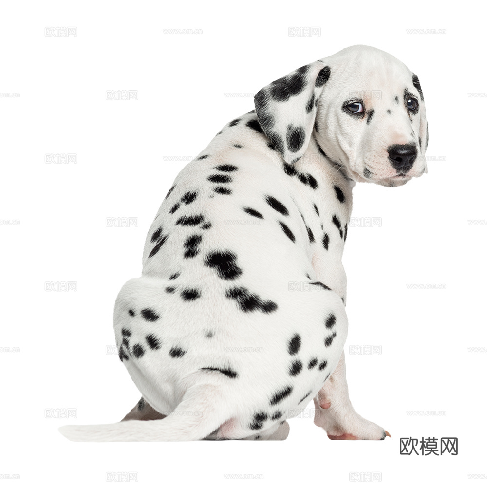 小狗 狗 斑点狗 动物