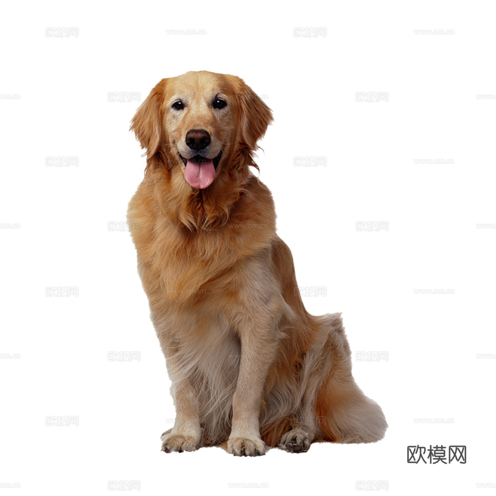 小狗 狗 动物下载