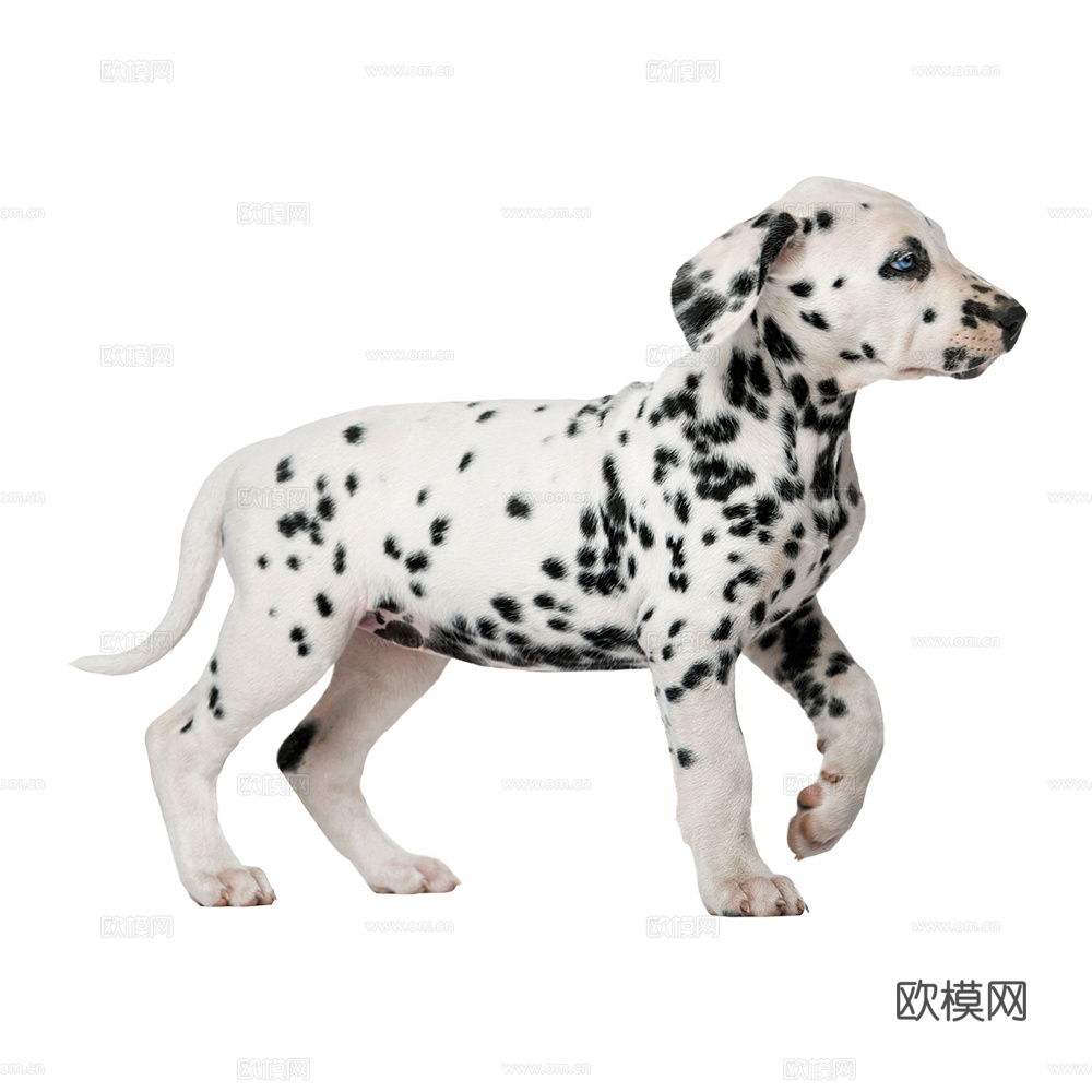 小狗 狗 斑点狗 动物