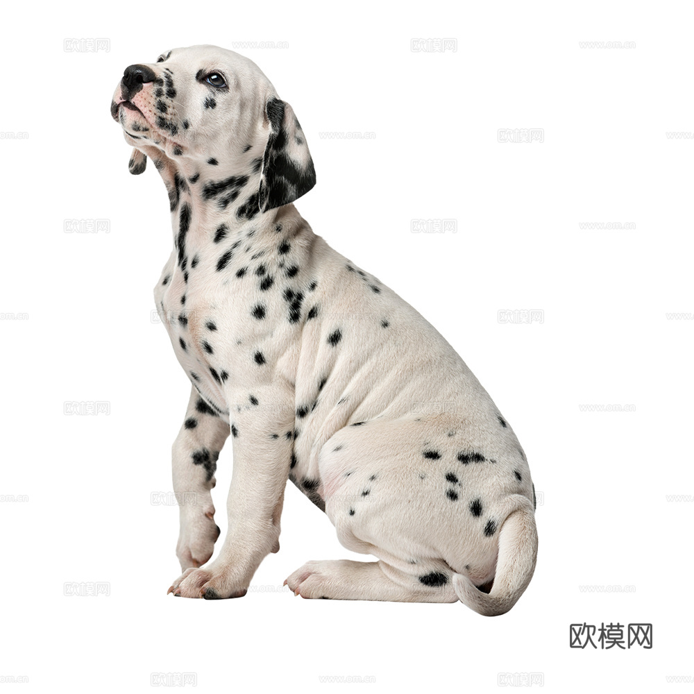 小狗 狗 斑点狗 动物