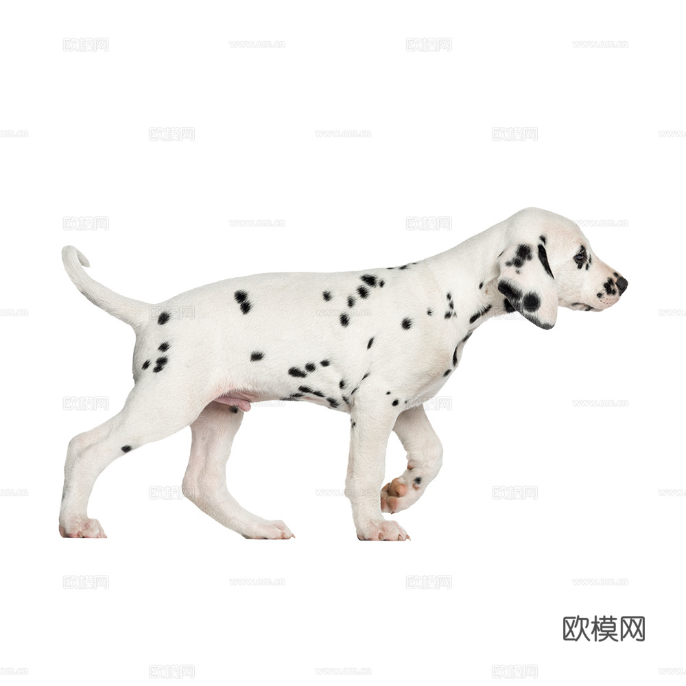 小狗 狗 斑点狗 动物
