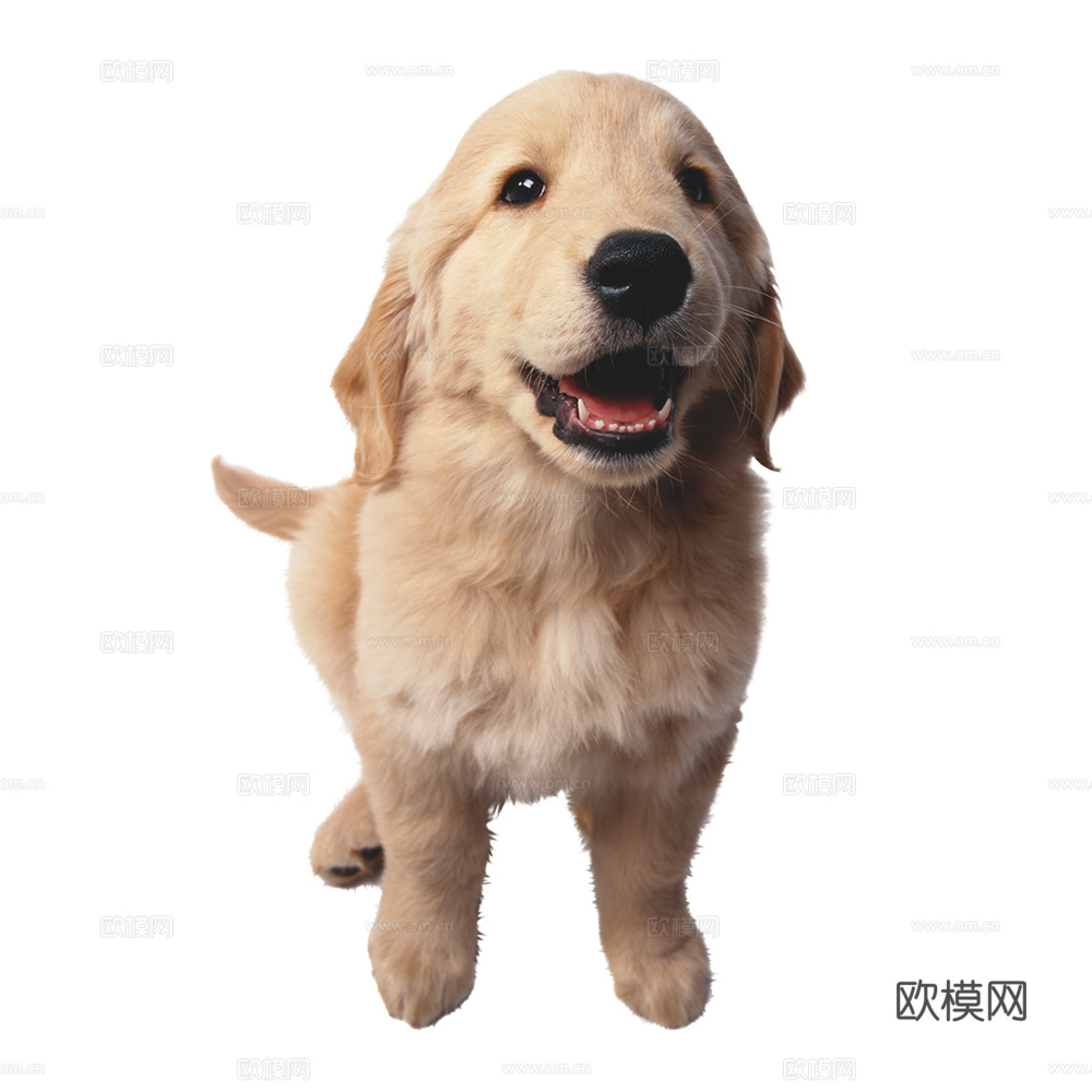 小狗 狗 动物
