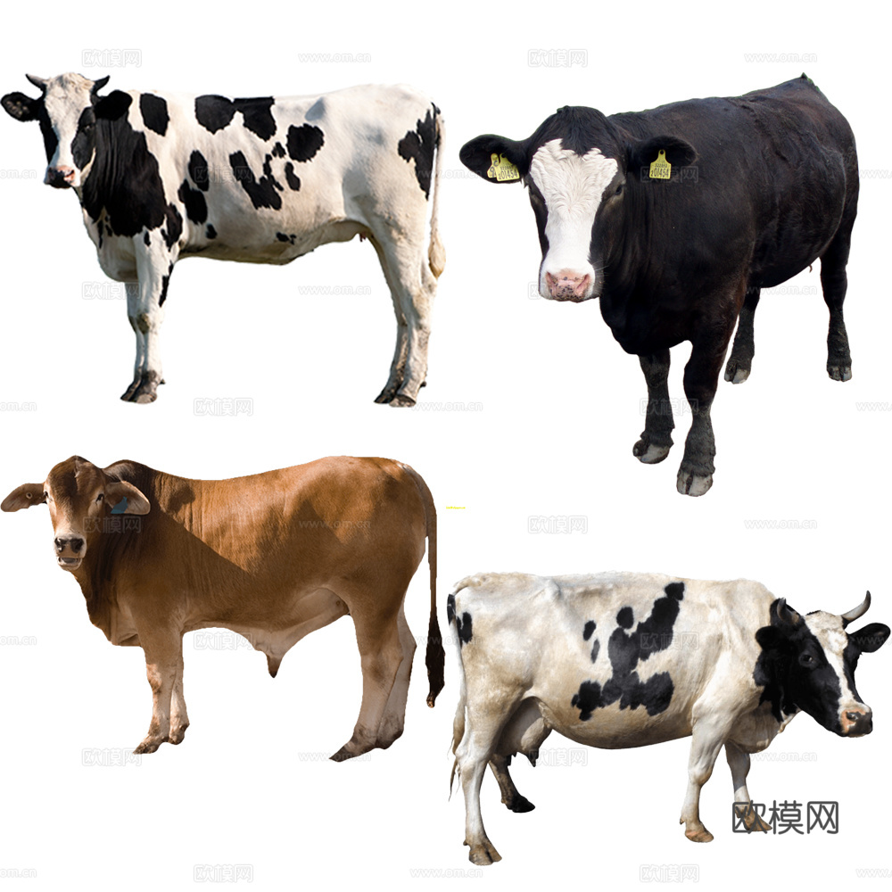 牛 奶牛 动物