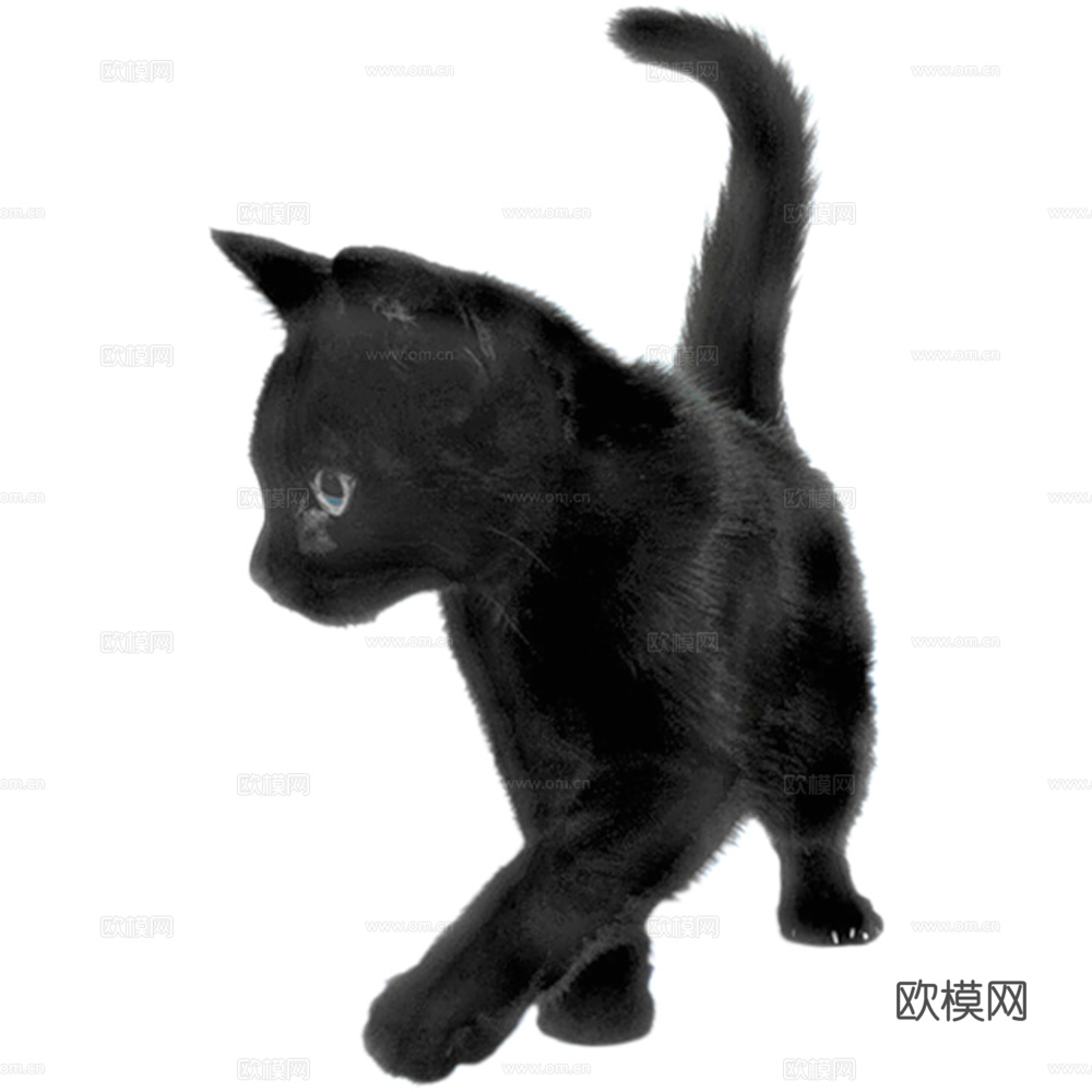 猫 小猫 动物