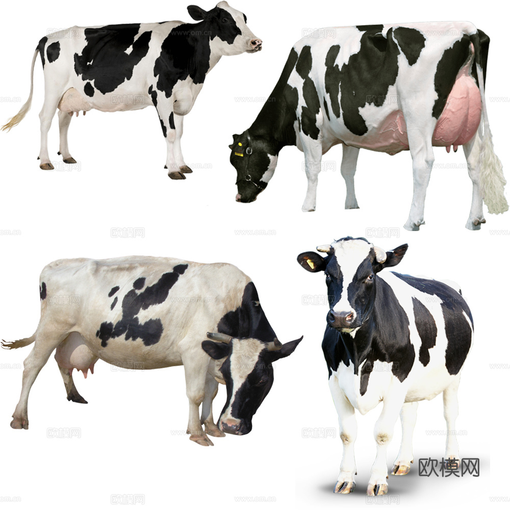牛 奶牛 动物
