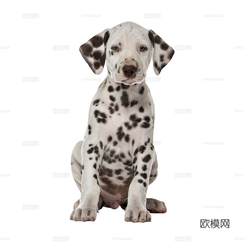 小狗 狗 斑点狗 动物