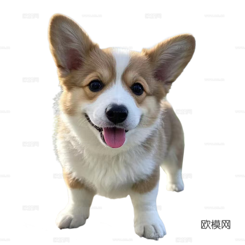 小狗  狗 动物