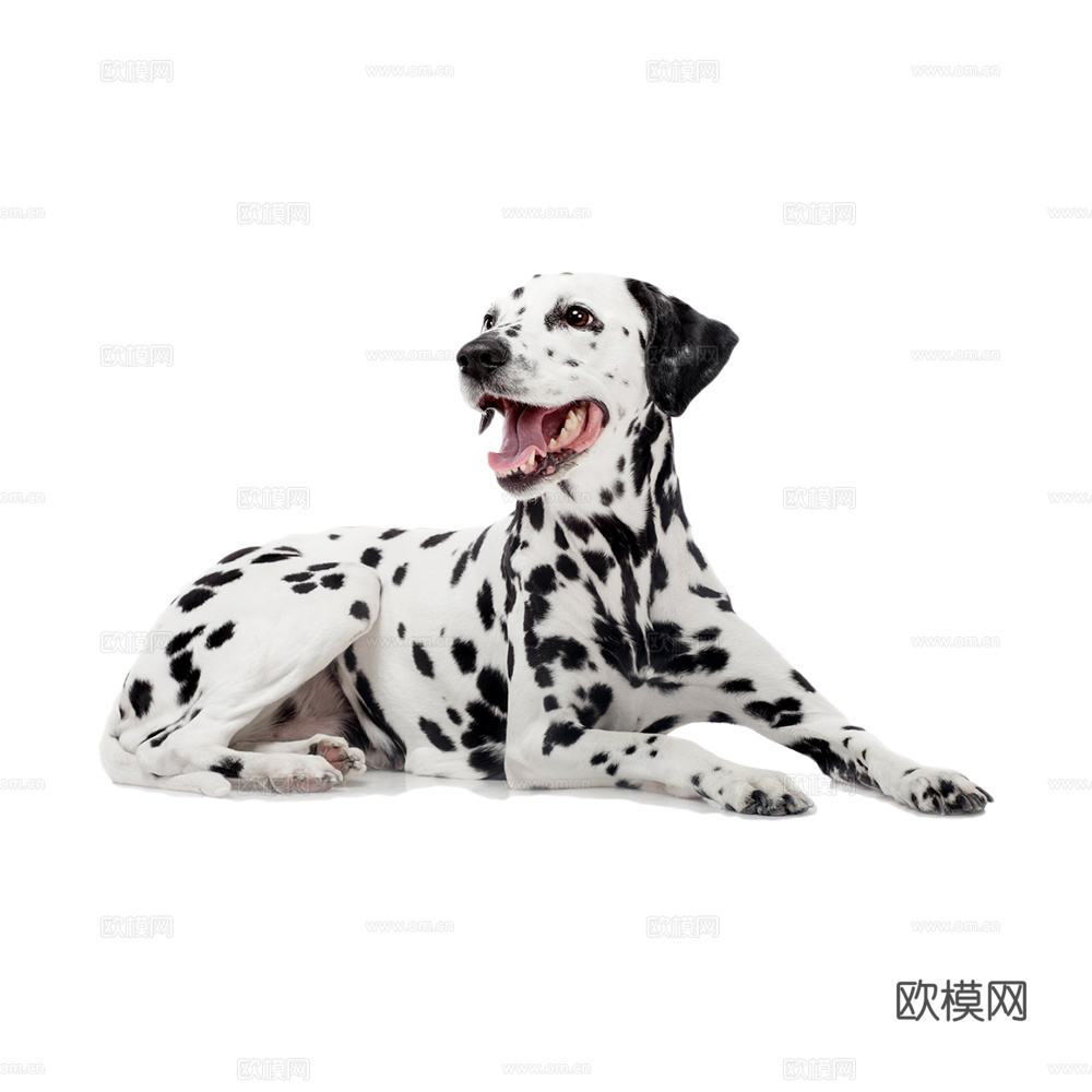 小狗 狗 斑点狗 动物