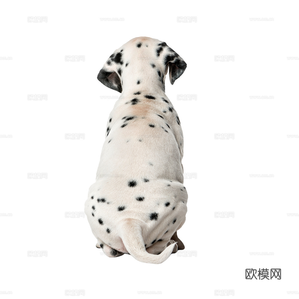 小狗 狗 斑点狗 动物