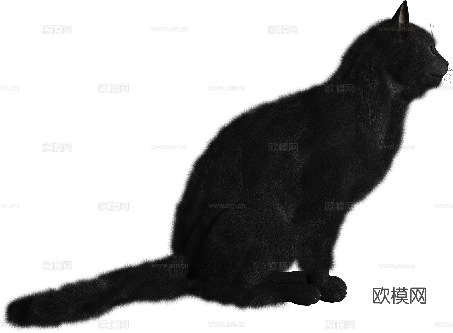 猫 小猫 动物