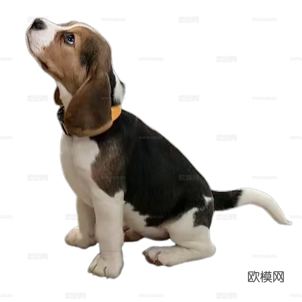 小狗  狗 动物下载