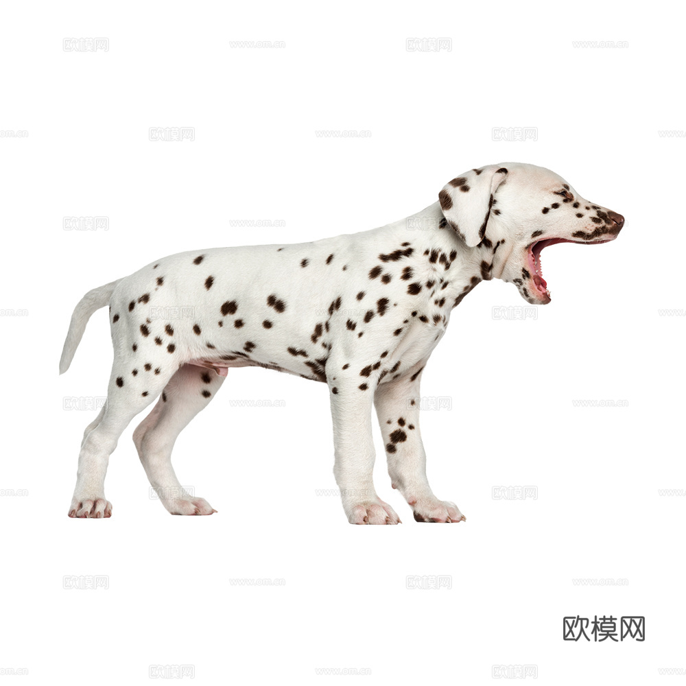 小狗 狗 斑点狗 动物