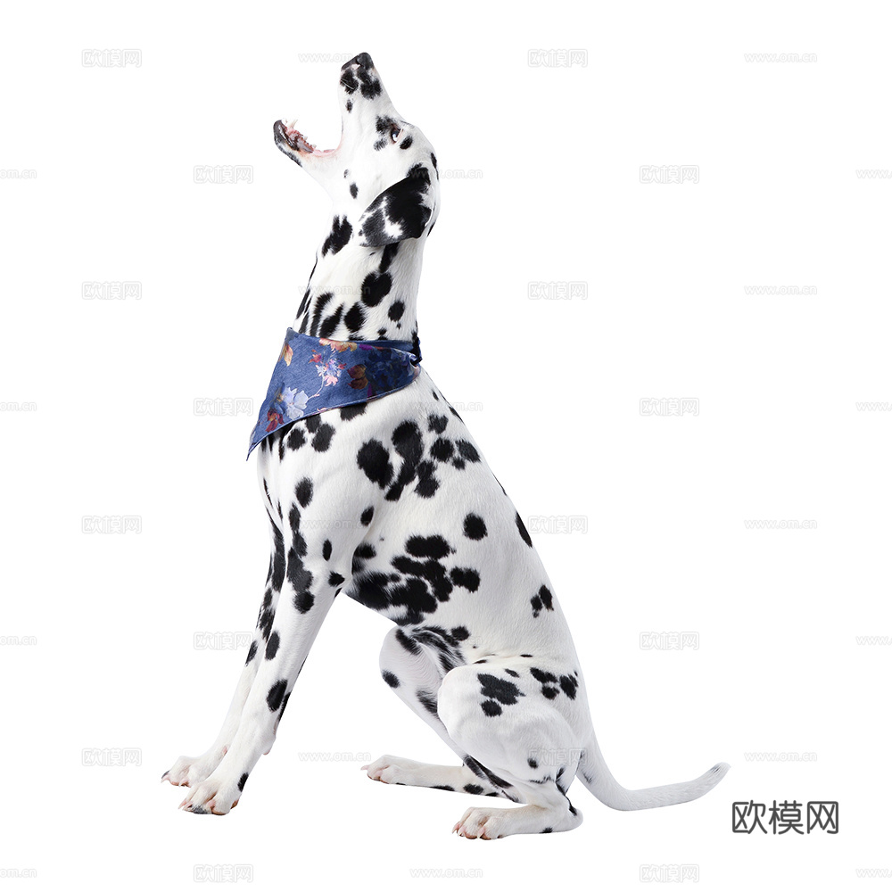 小狗 狗 斑点狗 动物