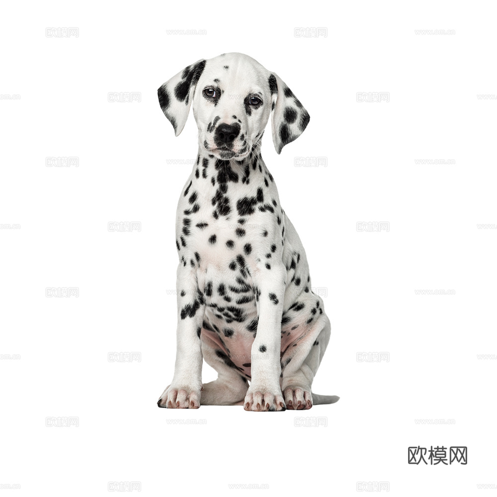 小狗 狗 斑点狗 动物