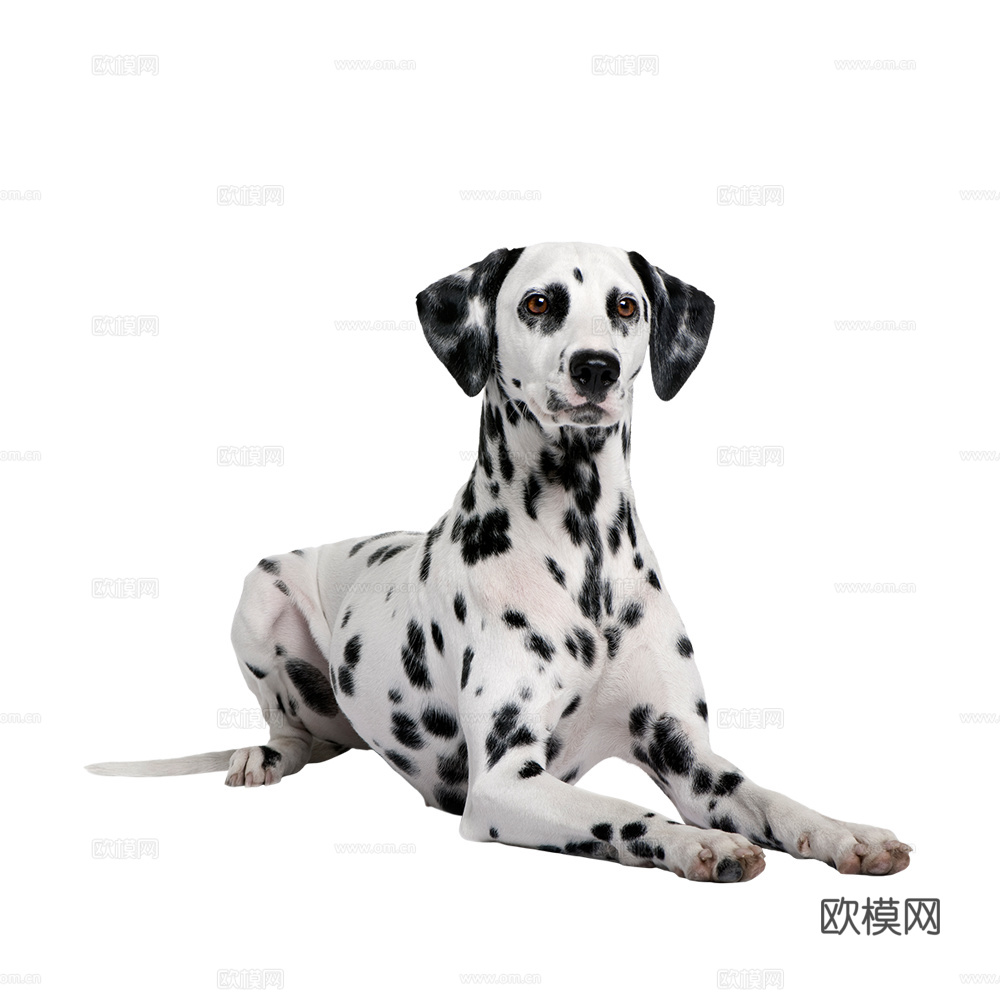 小狗 狗 斑点狗 动物