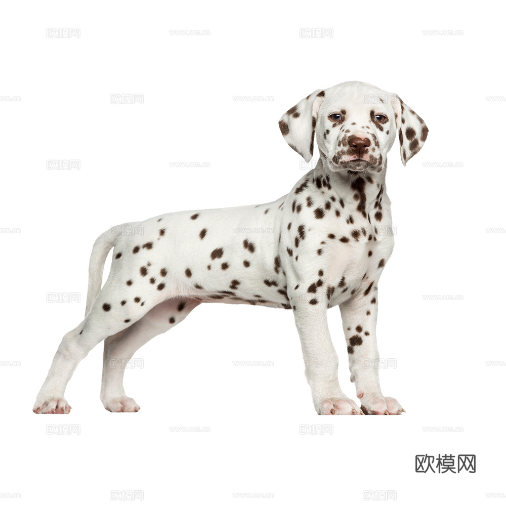 小狗 狗 斑点狗 动物