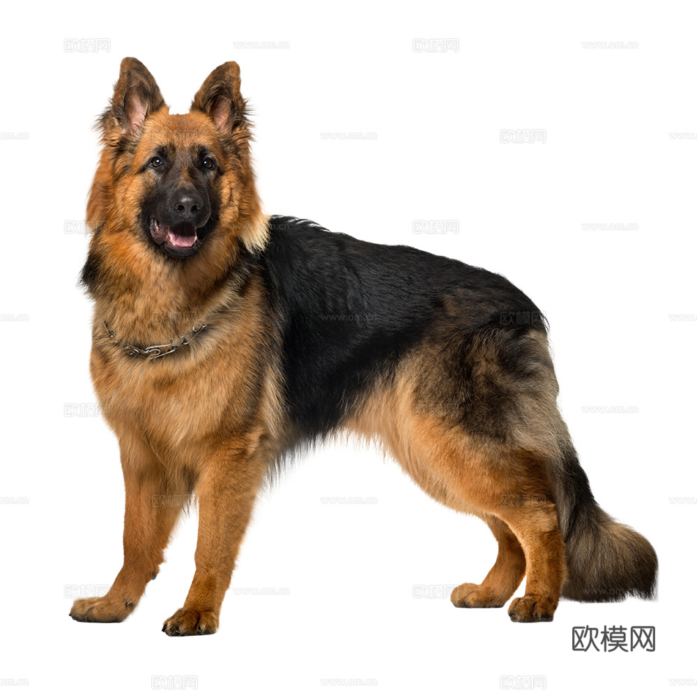 小狗 狗 动物下载