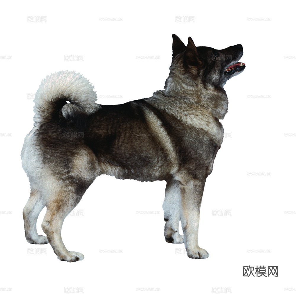 小狗 狗 动物下载