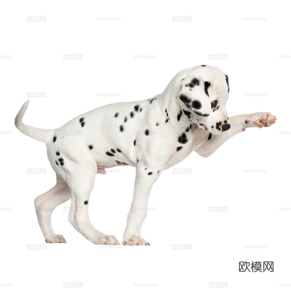 小狗 狗 斑点狗 动物