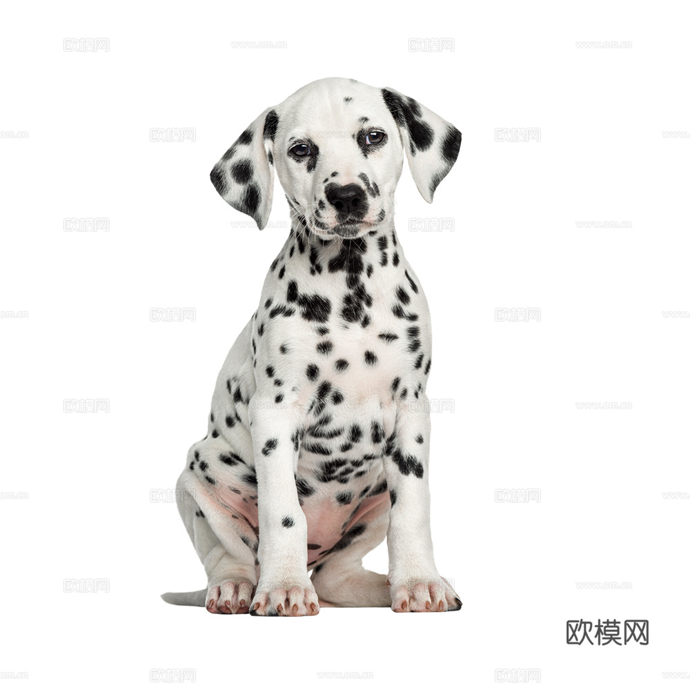 小狗 狗 斑点狗 动物