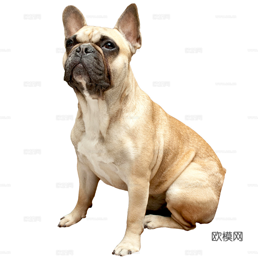 小狗 狗 动物