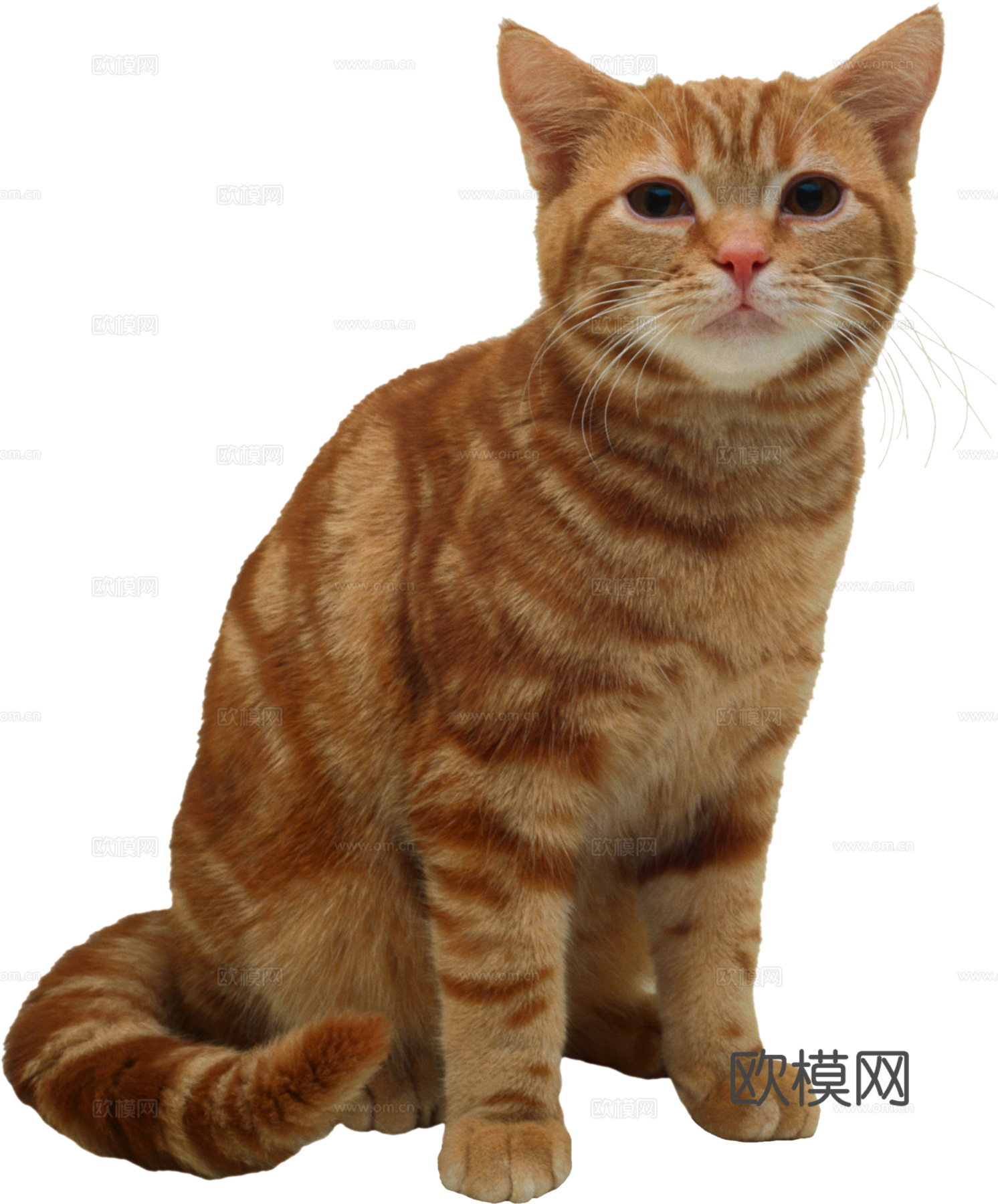 猫 小猫 动物下载