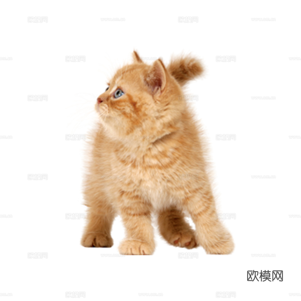 猫 小猫 动物