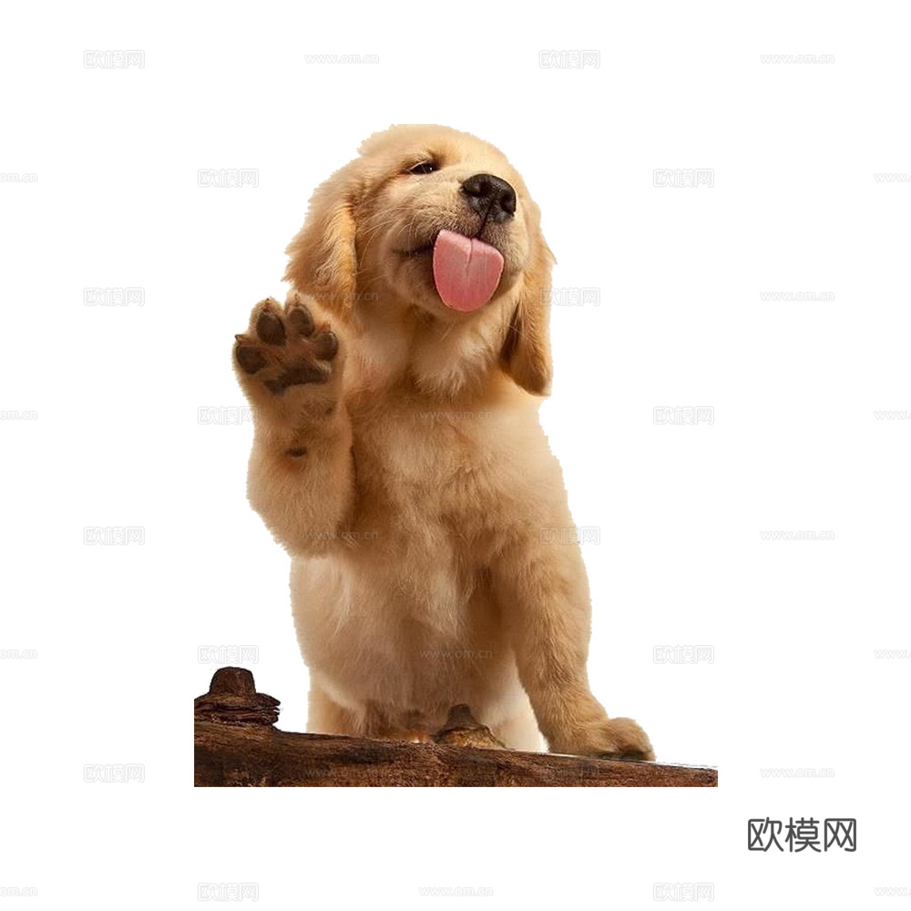 小狗 狗 动物下载