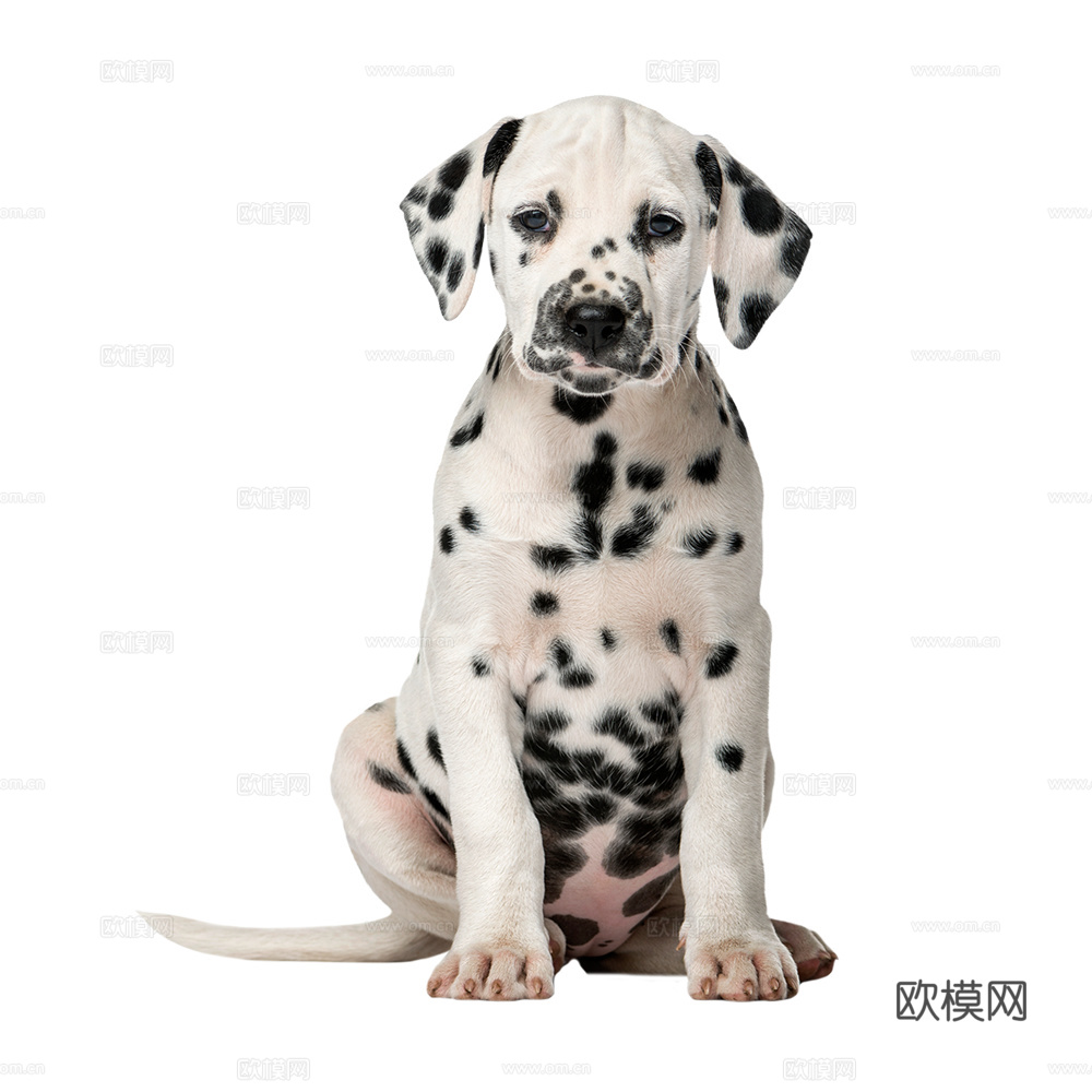 小狗 狗 斑点狗 动物