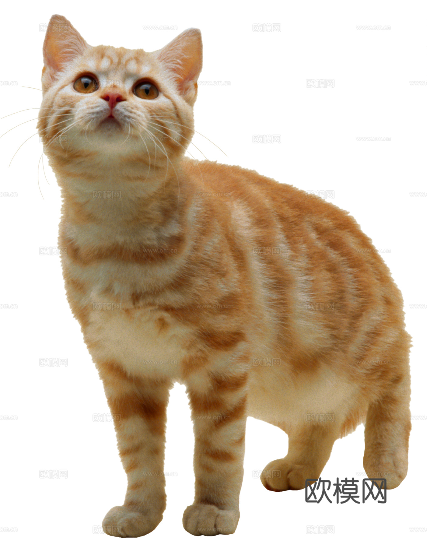 猫 小猫 动物