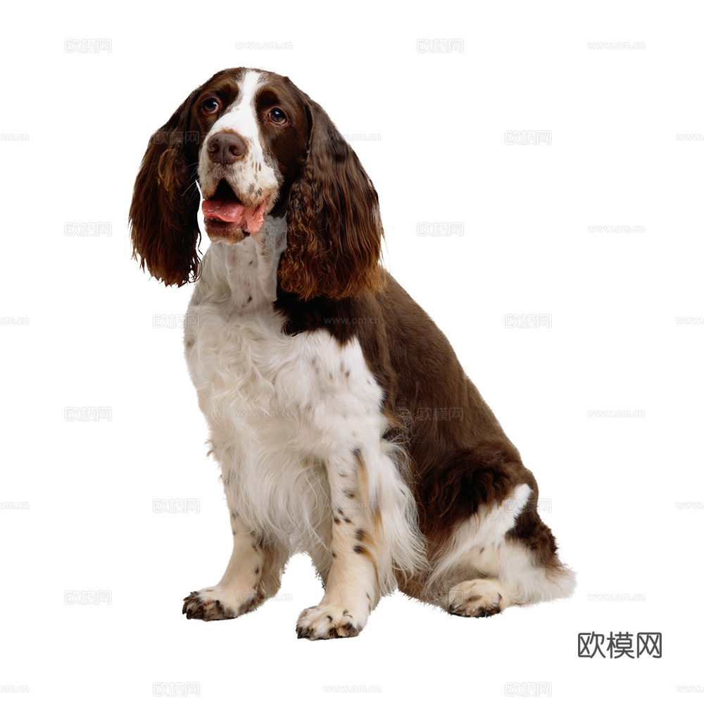 小狗 狗 斑点狗 动物