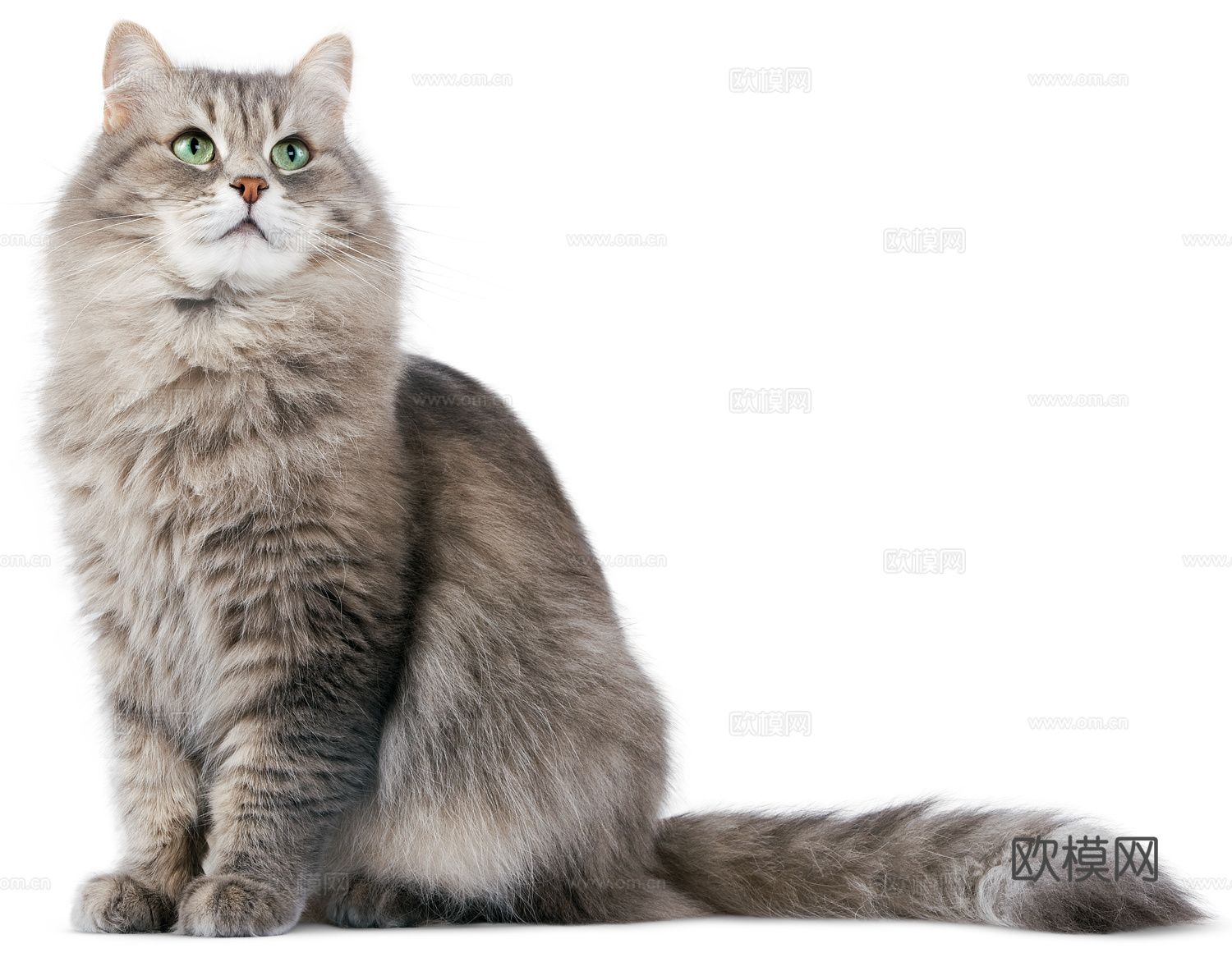 猫 小猫 动物